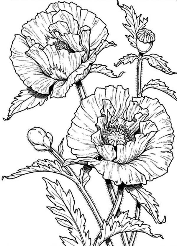 Coloring book antistress picture of poppies